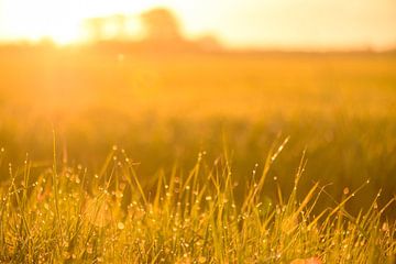 Sonnenaufgang über einem Feld mit Tau auf dem Gras an diesem frühen Frühlingsmorgen von Sjoerd van der Wal