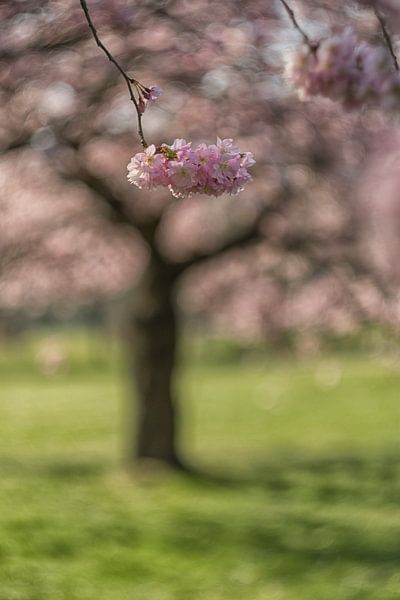 Spring blossom by Moetwil en van Dijk - Fotografie