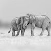 Olifanten vriendschap in zwart-wit van Chris Stenger