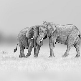 Elephant friendship in black and white by Chris Stenger