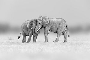 Amitié entre éléphants en noir et blanc