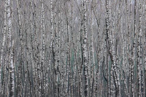 birch forest by Gerard van Roekel