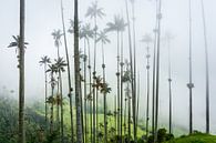Hoge palmbomen reiken tot in de mist, in de Cocora vallei in Colombia. van Twan Bankers thumbnail
