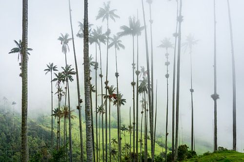 Hohe Palmen reichen in den Nebel, im Cocora-Tal in Kolumbien.