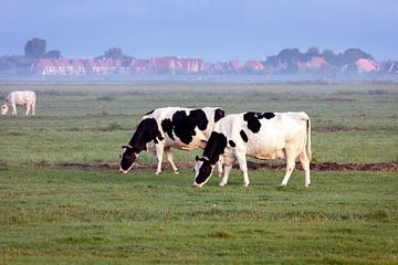 Grazende koeien in de wei van Peter de Kievith Fotografie
