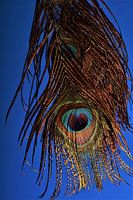 Colourful detail of a peacock feather