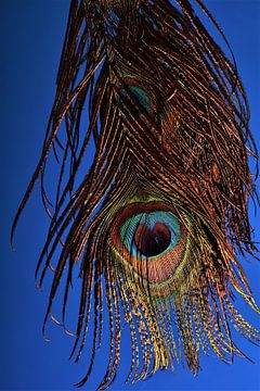 Colourful detail of a peacock feather by Maud De Vries