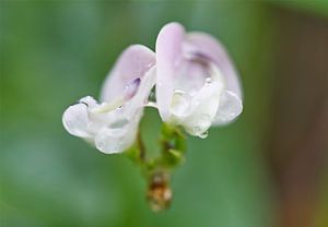 Lila Wildbohnenblüten mit Regentropfen