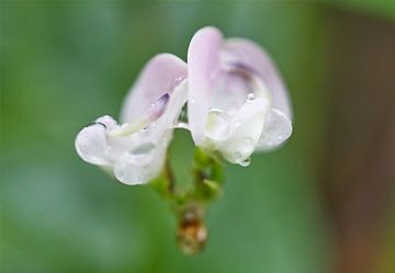 Paarse wilde bonen bloemen met regendruppels van Iris Holzer Richardson