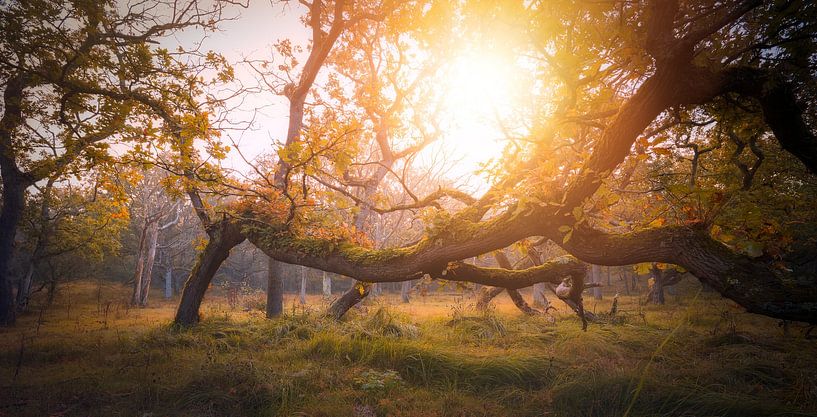 Wald im goldenen Morgenlicht von Björn van den Berg