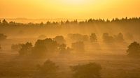 Sunset over a Veluwe landscape