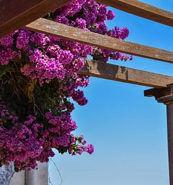 Bougainvillea in Lissabon, Portugal von Merel Pape Photography