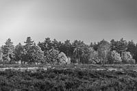 Leaf Art Makrofotografie Schwarz und Weiß