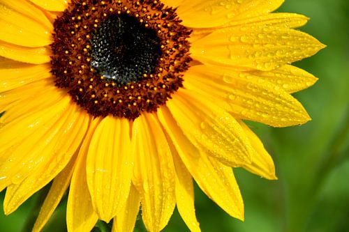 Een zonnebloem in de tuin