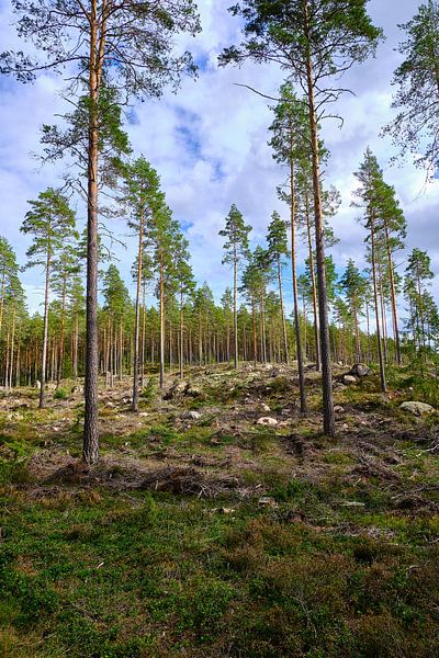 bomen in zweden van Geertjan Plooijer