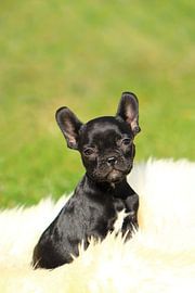 Französische Bulldogge 7 von Heike Hultsch