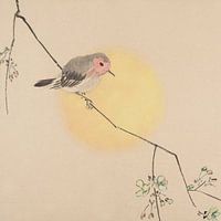 Sunburst Bird
