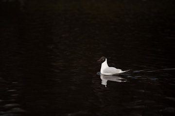 Een parel van Dwergmeeuw in het water van Slavenka Arandjelovic