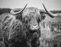 Schotse Hooglander zwart wit
