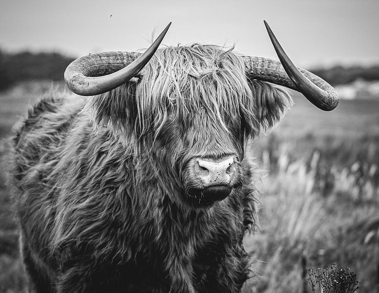 Schotse Hooglander zwart wit van Sandra Hogenes