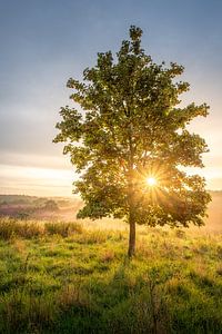 Étoile matinale rayonnante au lever du soleil sur la Brunssummerheide sur John van de Gazelle