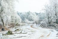 Winterlandschaft Bakkeveen von Harry Punter Miniaturansicht