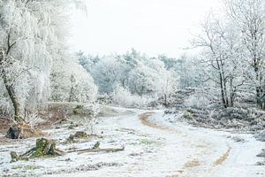 Winter Landscape Bakkeveen by Harry Punter