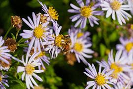 Snackende Biene von foto's van gijs