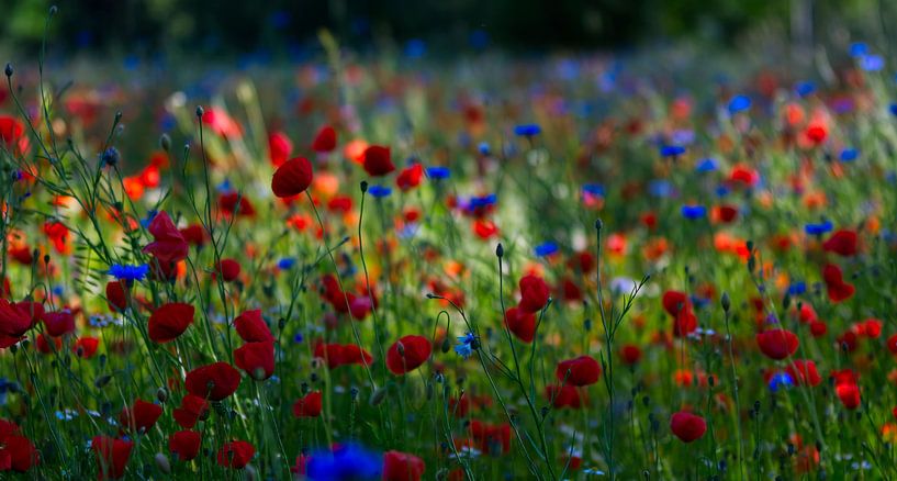 Colorful by Kim Jansen
