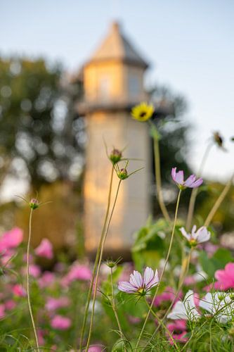 Field of flowers with water tower in the background