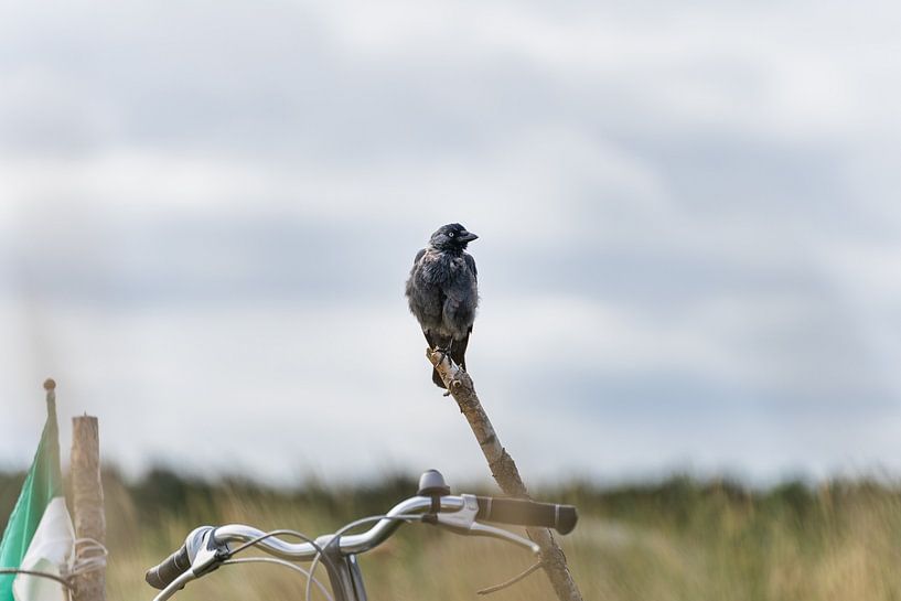 jackdaw on vlieland by zeilstrafotografie.nl