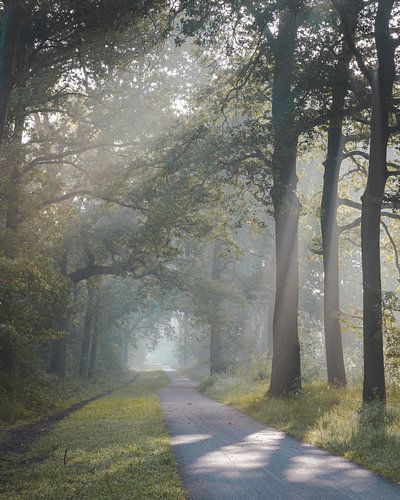 Zonsopkomst in de Oisterwijkse Bossen en Vennen
