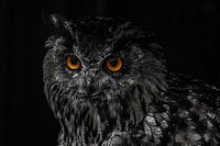 Portrait einer Eule