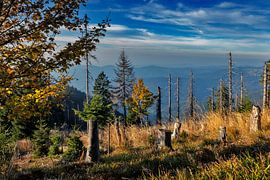 Todholz von Jürgen Wiesler