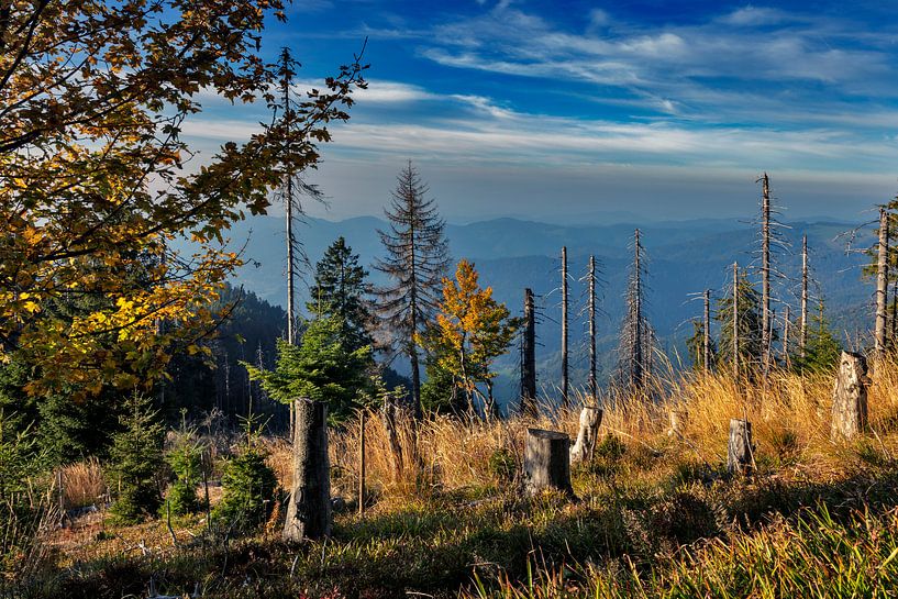 Deadwood by Jürgen Wiesler