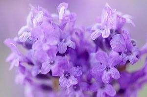 Purple light, lavendel Macrofotografie von Watze D. de Haan