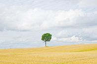 Eenzame boom van Wim van der Geest thumbnail