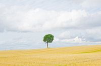 Lonely tree