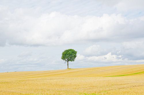 Einsamer Baum