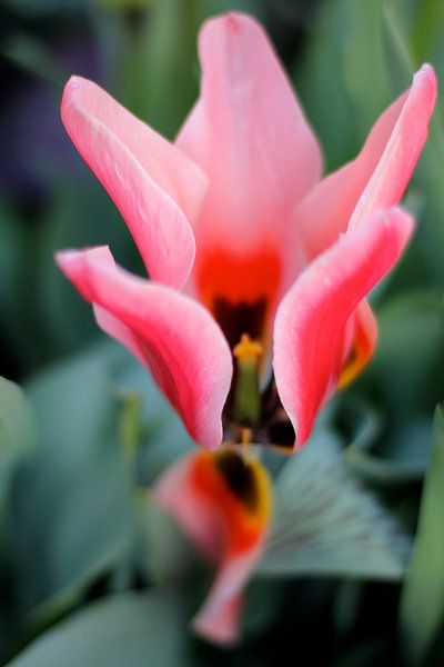 Rose tulip by Marianna Pobedimova