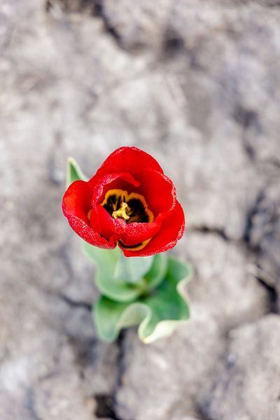 Eenzame tulp van Dana Schoenmaker
