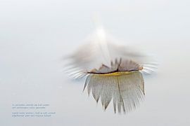 verlaten veertje by Ronald Hofmeester