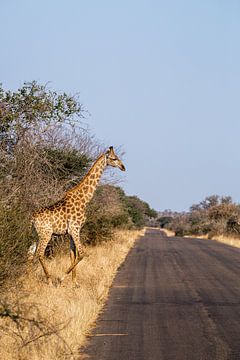 Giraffe von Mayra Fotografie