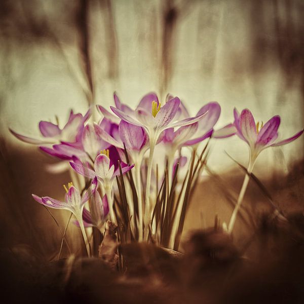 Roze Krokus  van Maneschijn FOTO