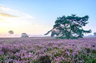 Blühende Heidekrautpflanzen in Heideflächenlandschaft bei Sonnenaufgang von Sjoerd van der Wal Fotografie Miniaturansicht