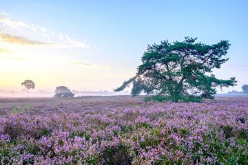 Blühende Heidekrautpflanzen in Heideflächenlandschaft bei Sonnenaufgang von Sjoerd van der Wal