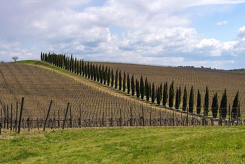 Chianti wijngaarden en Toscaanse cypressen