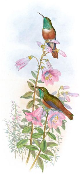 Amazili, John Gould par Hummingbirds