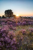 The Hilversum Heath at sunrise