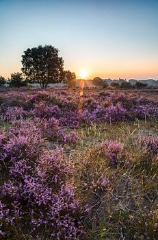 De Hilversumse Heide bij zonsopkomst